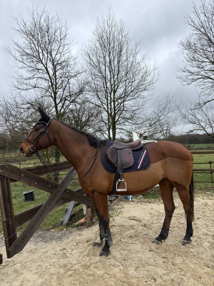 Recherche demi pension cheval polyvalent 