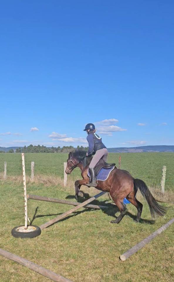 Poney New Forest