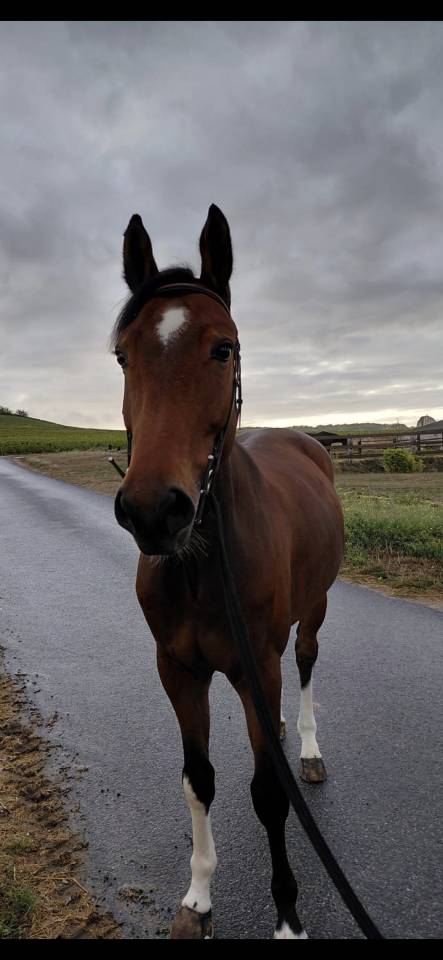 Cheval 5 ans loisir sportif 