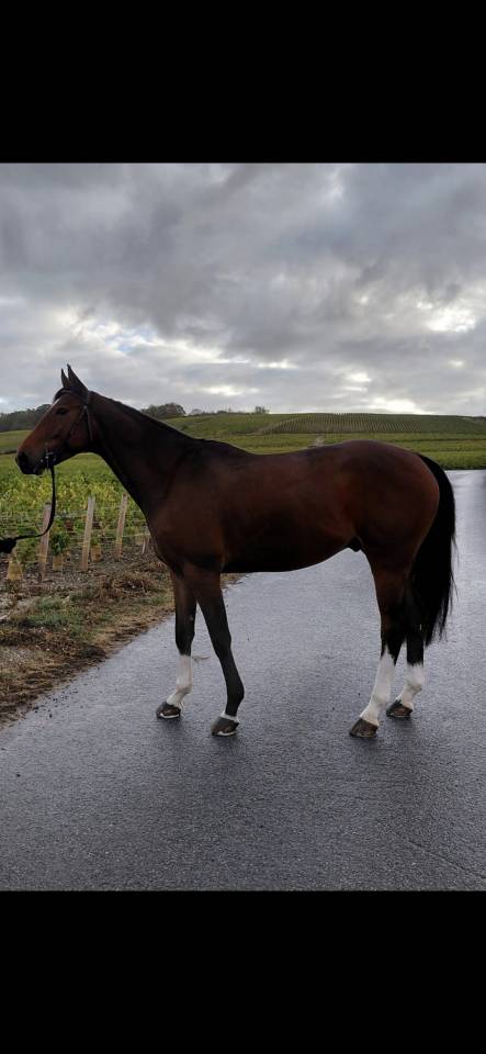 Cheval 5 ans loisir sportif 
