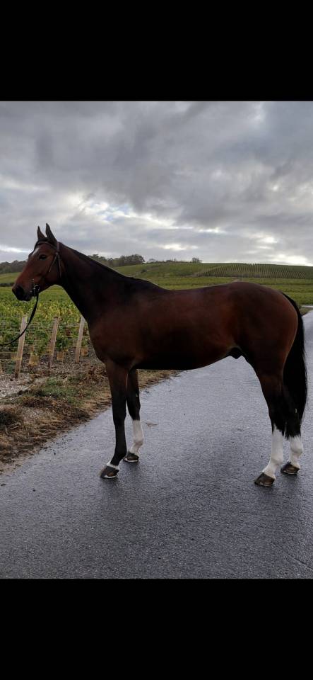 Cheval 5 ans loisir sportif 