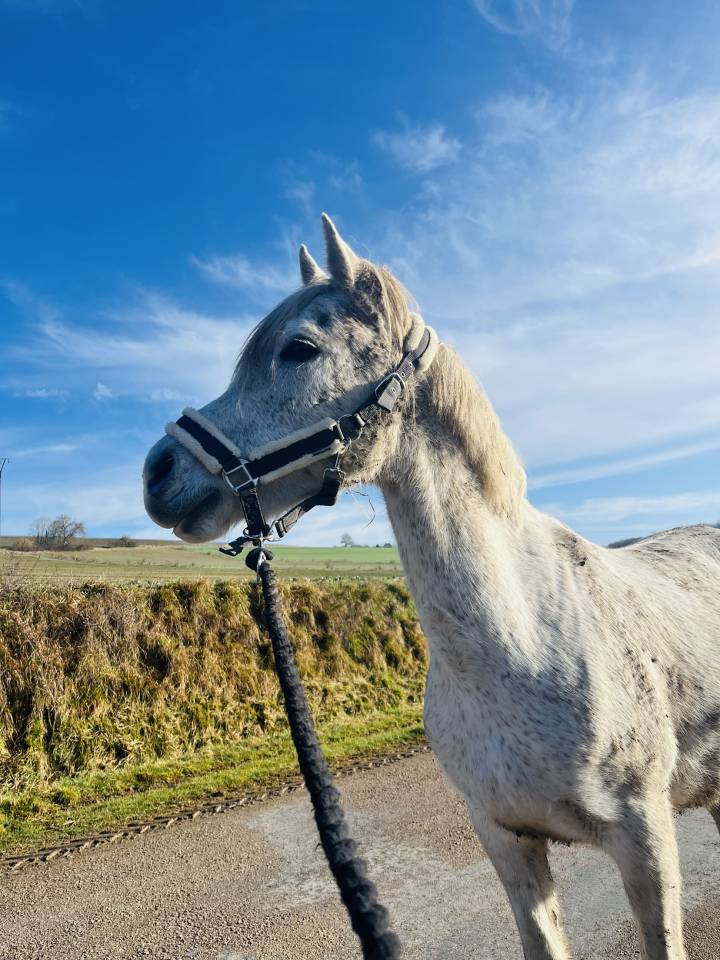 Ponette de 11 ans