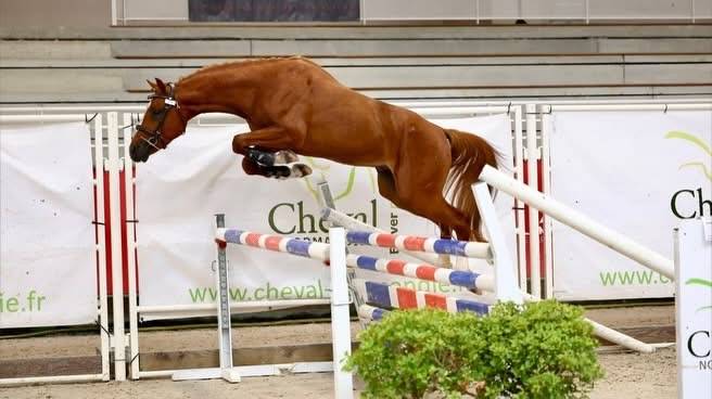 Future poney de Grand Prix 