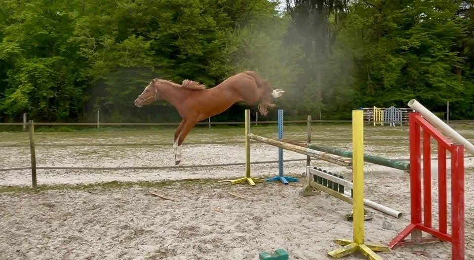 Future poney de Grand Prix 