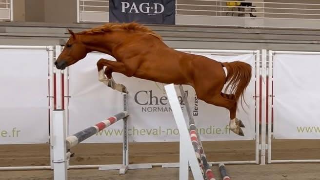 Future poney de Grand Prix 