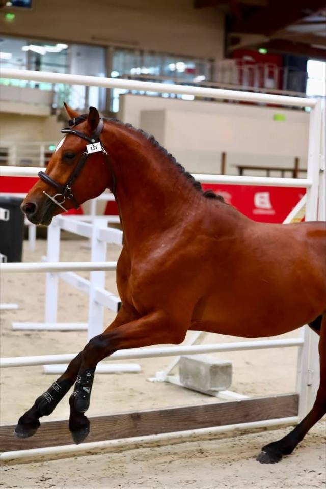 Future poney Asp2/Asp1