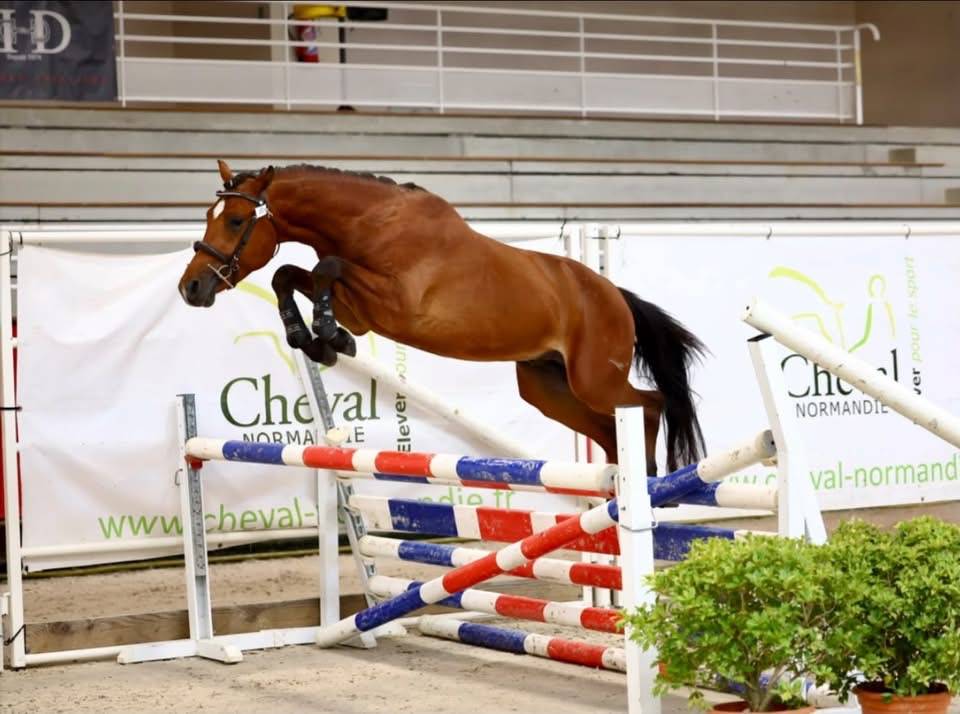 Future poney Asp2/Asp1