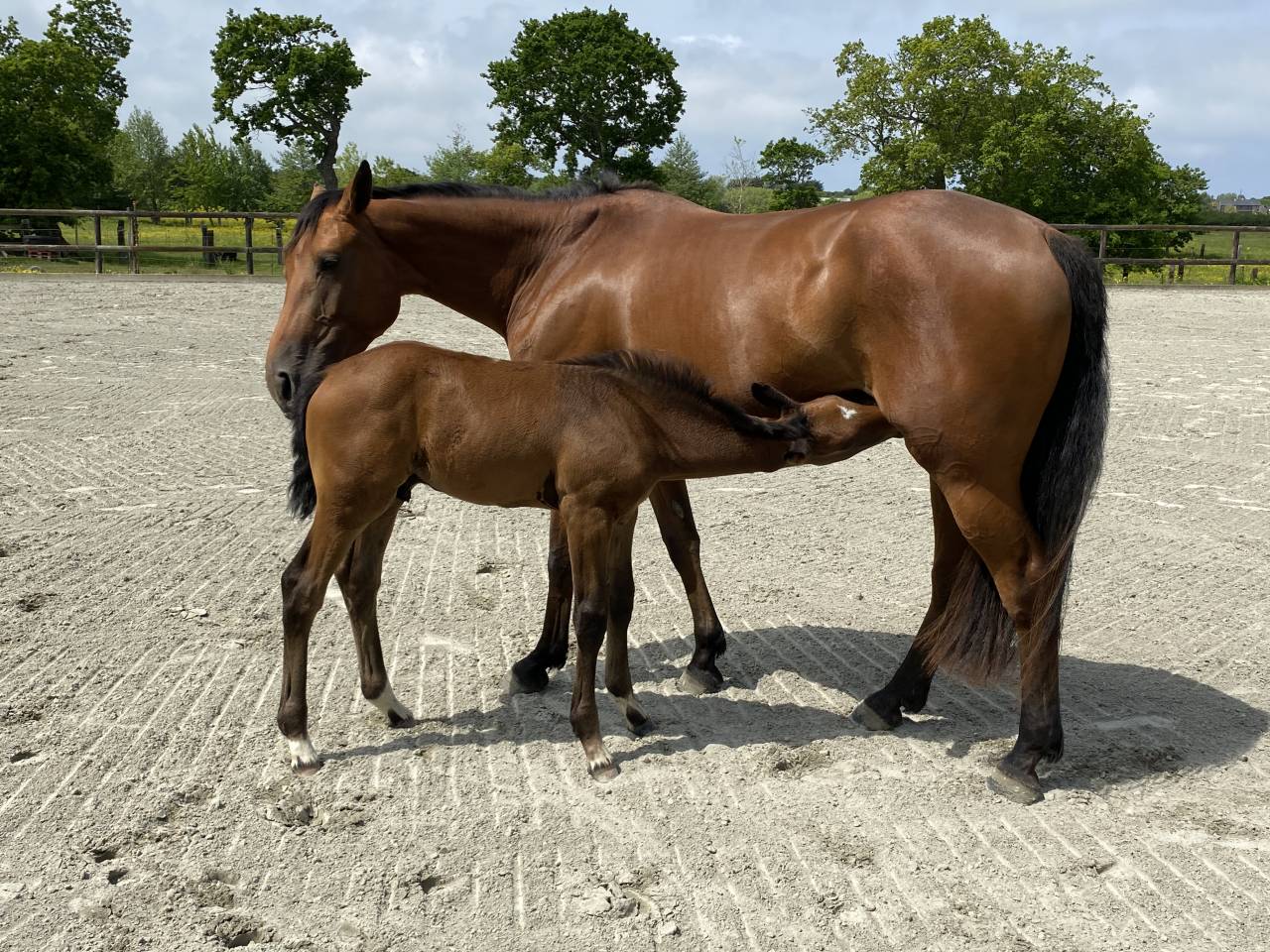 Jument SF de 6 ans pour reproduction