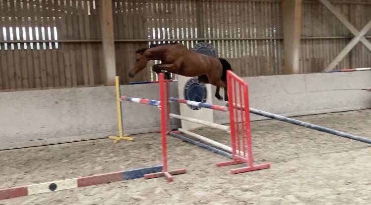 Jument SF de 6 ans pour reproduction