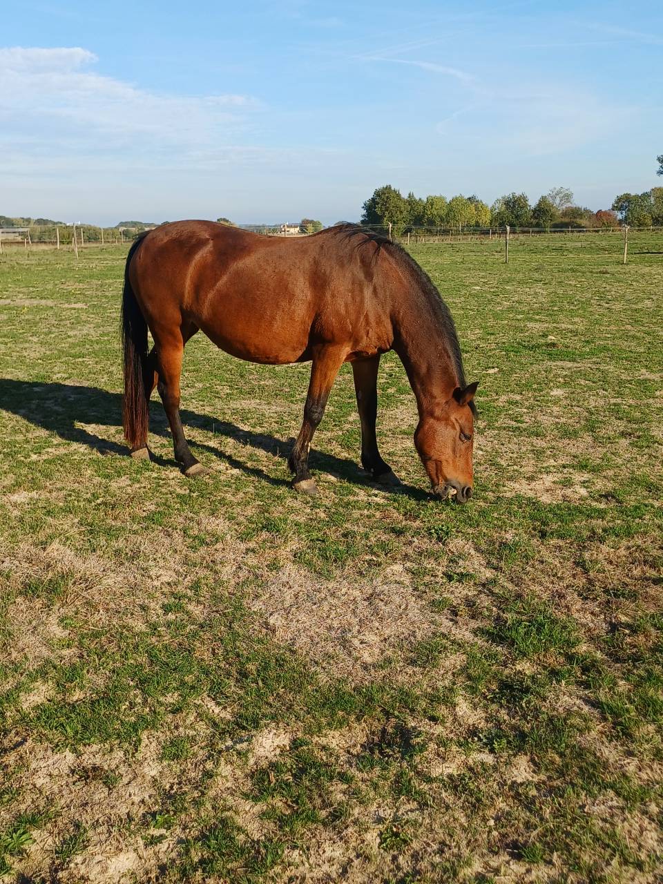 Ponette fran&ccedil;ais de selle 