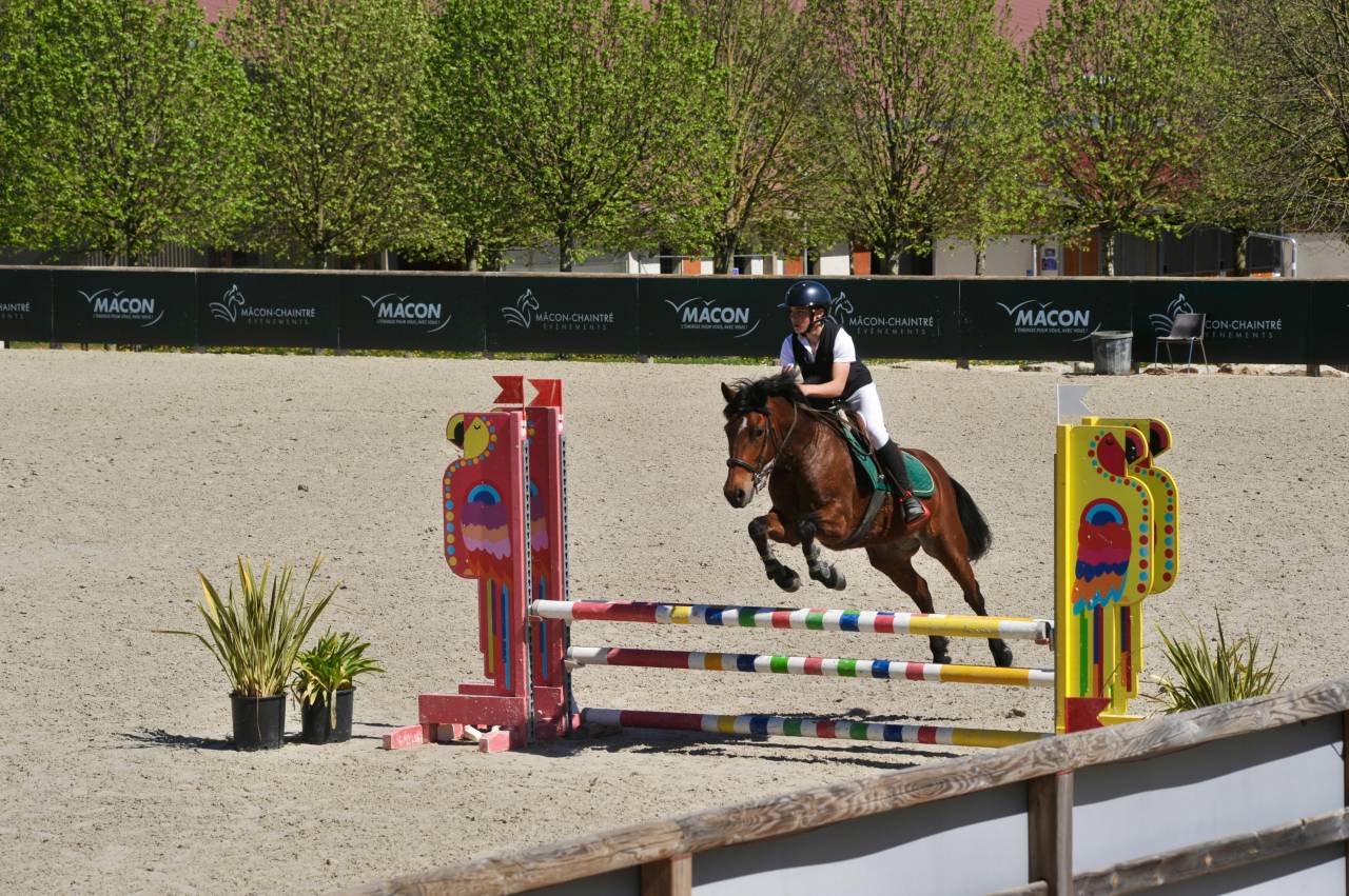Vends ponette de concours new forest