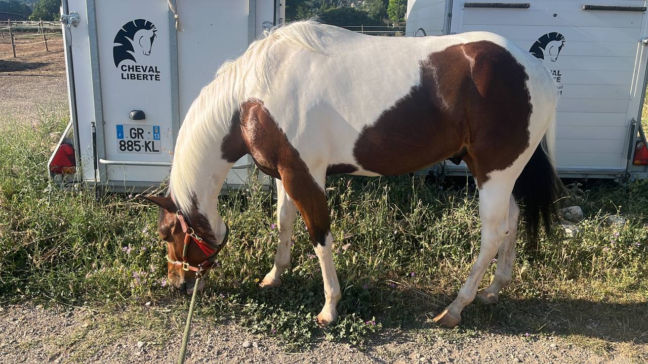 Paint horse PP