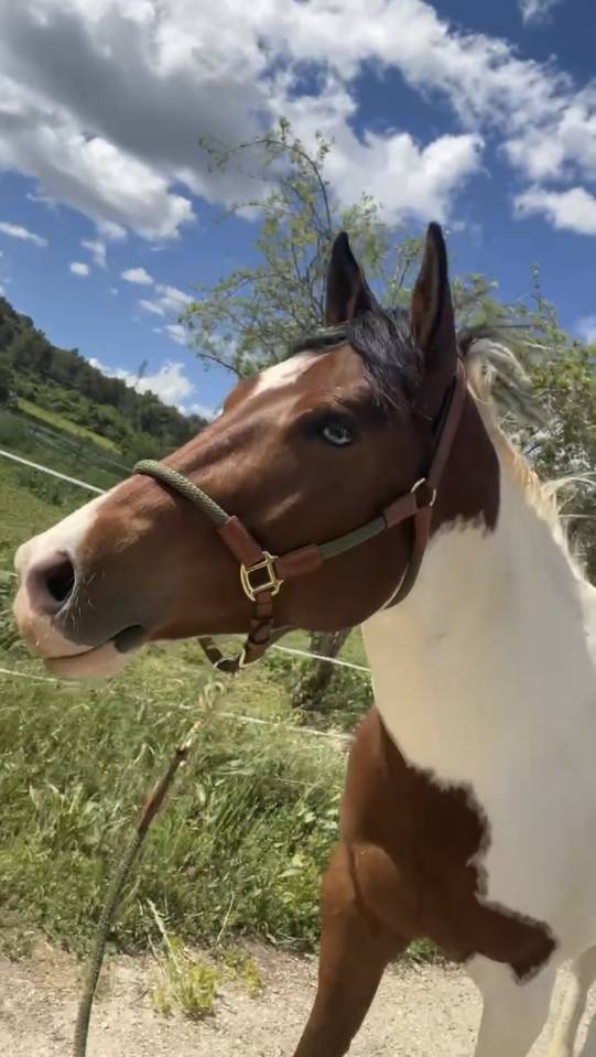 Paint horse PP