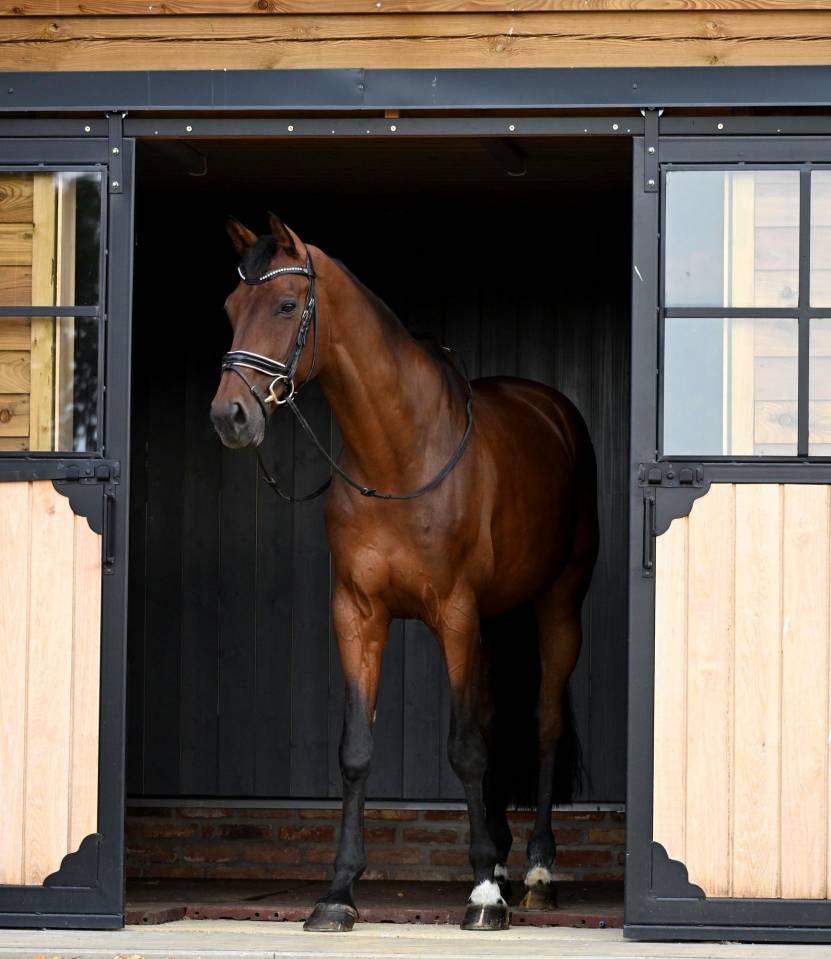 Hongre - KWPN - 9 ans - Dressage - Belgique