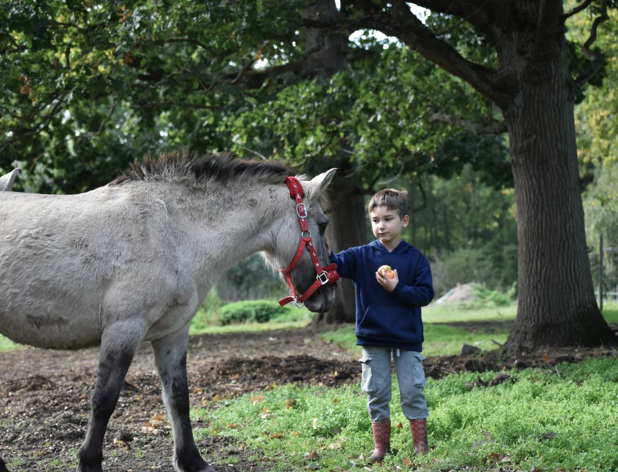 Jument konik polski