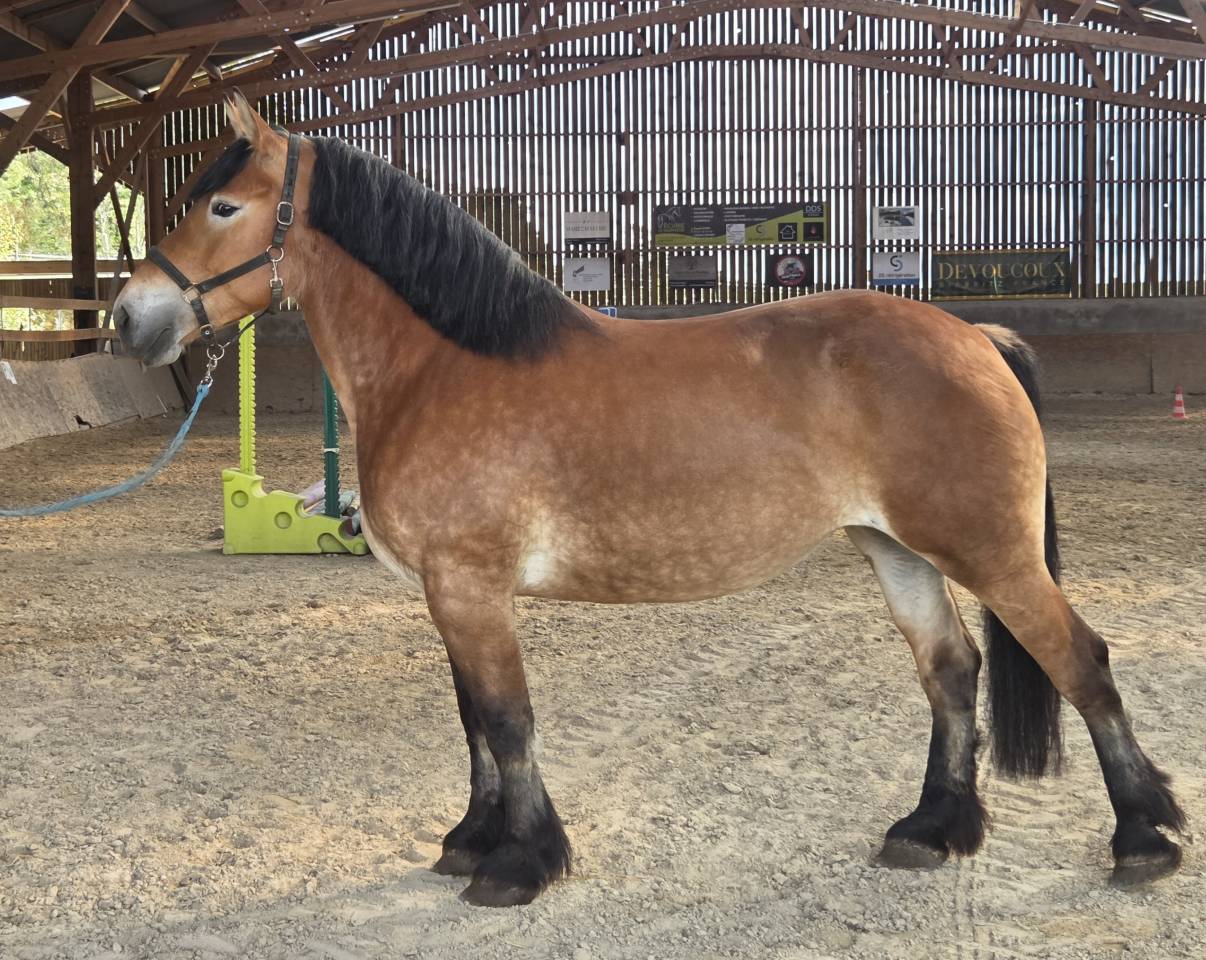 A vendre Jument demi trait 