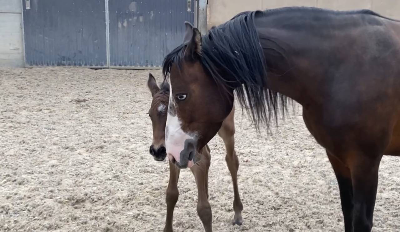 Ponette PFS 