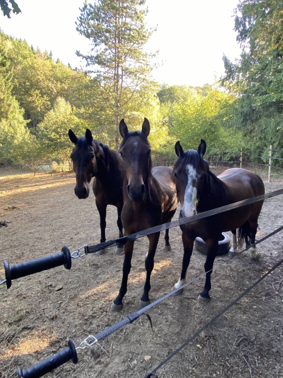 Ponette PFS 