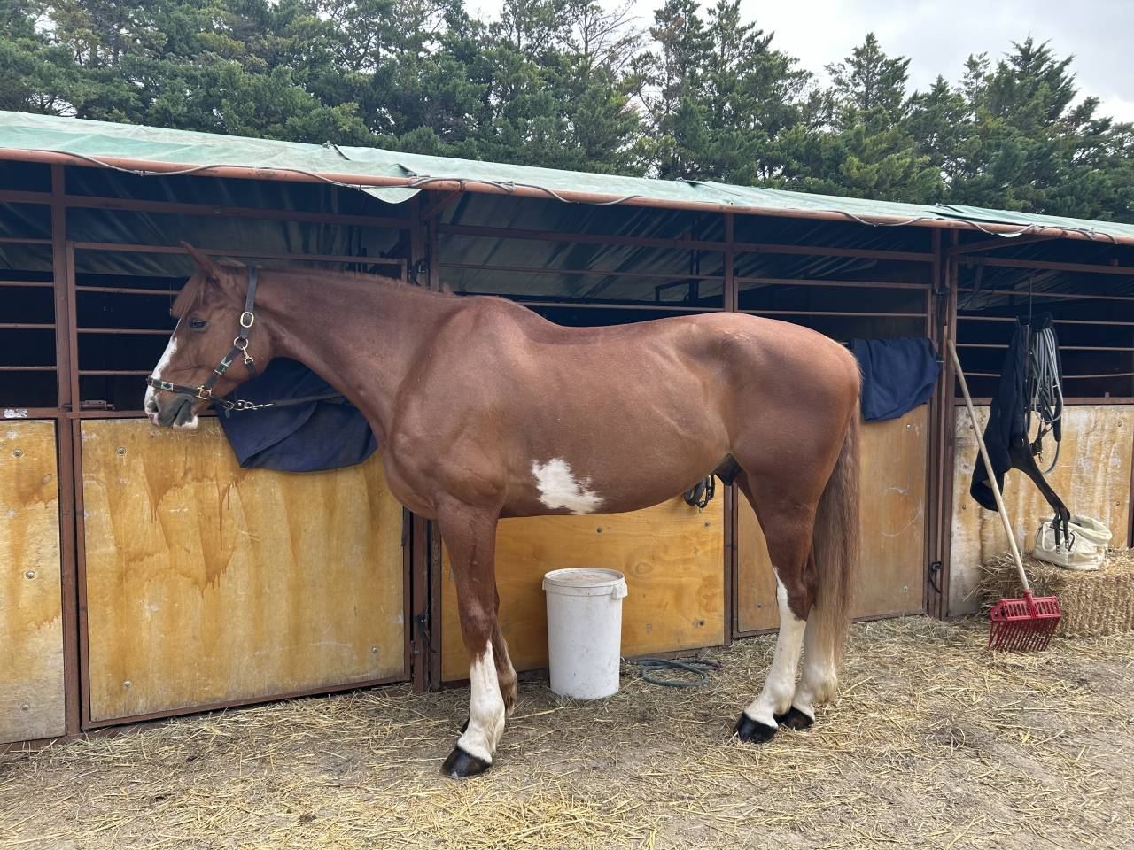 Hongre 8 ans Balou x Le Tot 