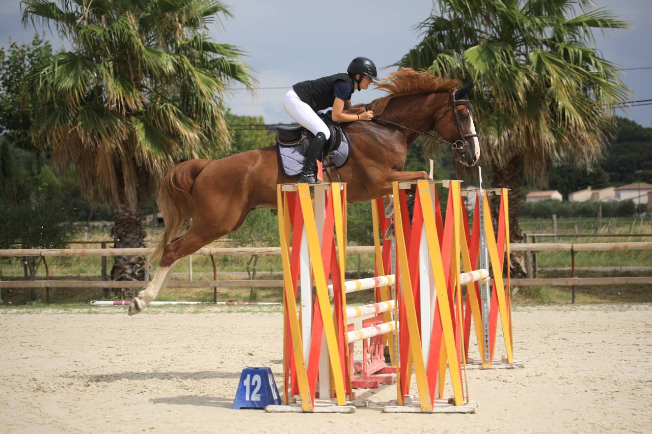 Hongre 8 ans Balou x Le Tot 