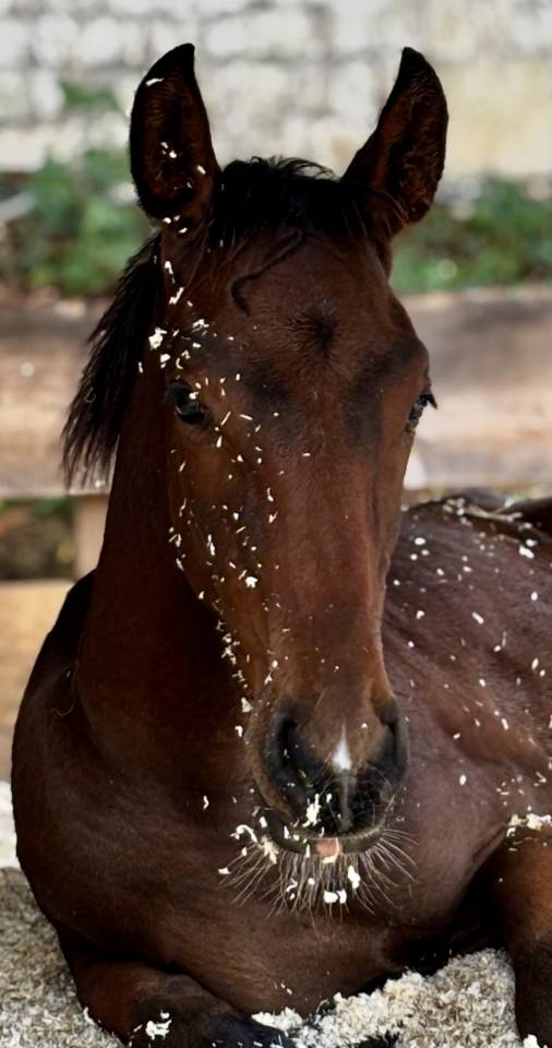 Foal Z 