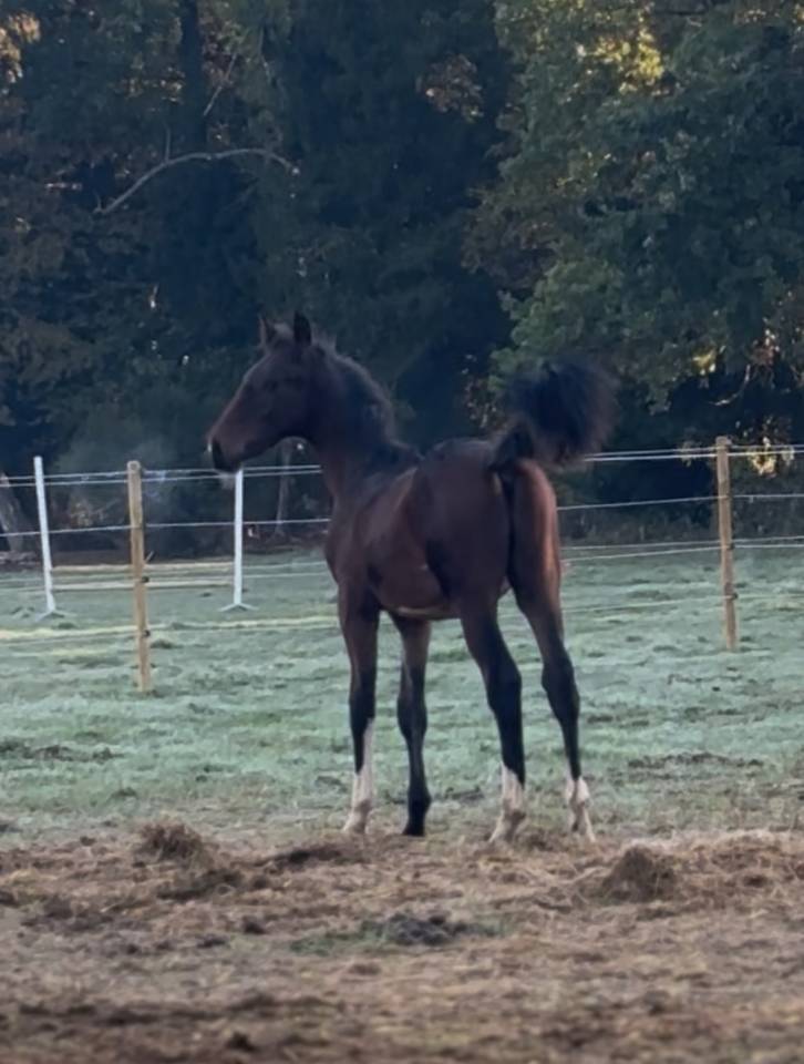 Foal Z 