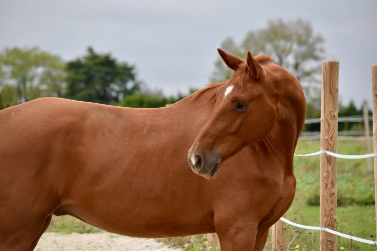 Hongre de 2 ans par Escaneno x Foundation 