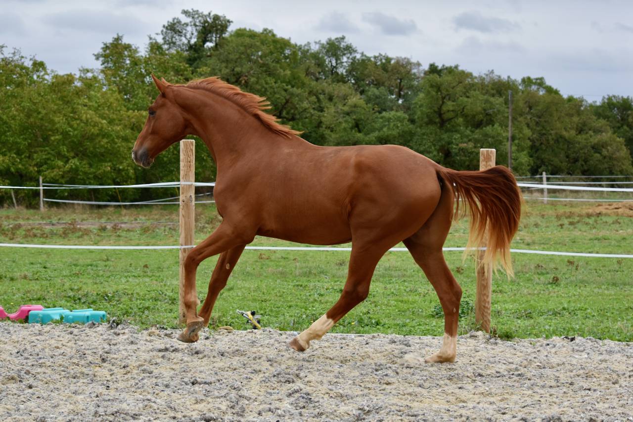 Hongre de 2 ans par Escaneno x Foundation 