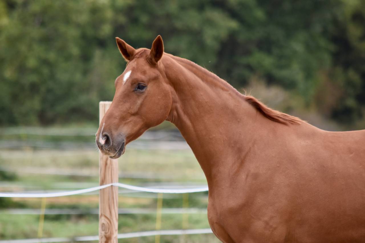 Hongre de 2 ans par Escaneno x Foundation 