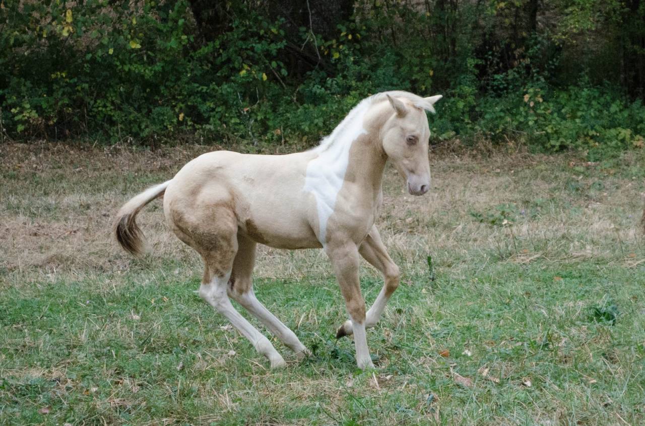 Poulain paint horse champagne dun tobiano 