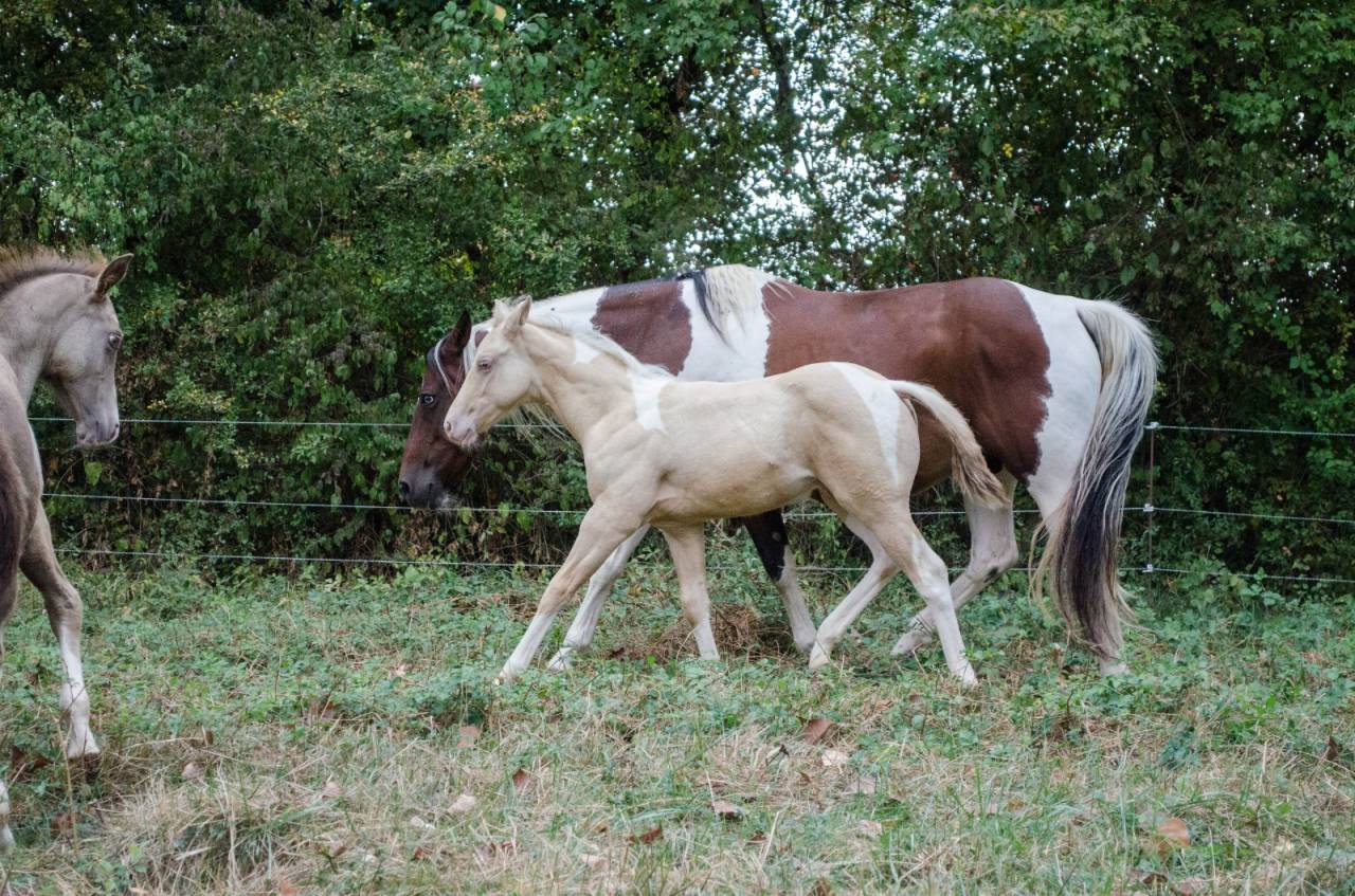 Poulain paint horse champagne dun tobiano 