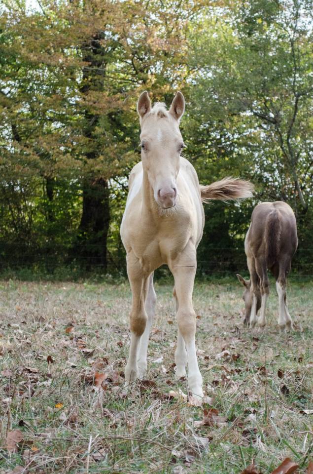 Poulain paint horse champagne dun tobiano 