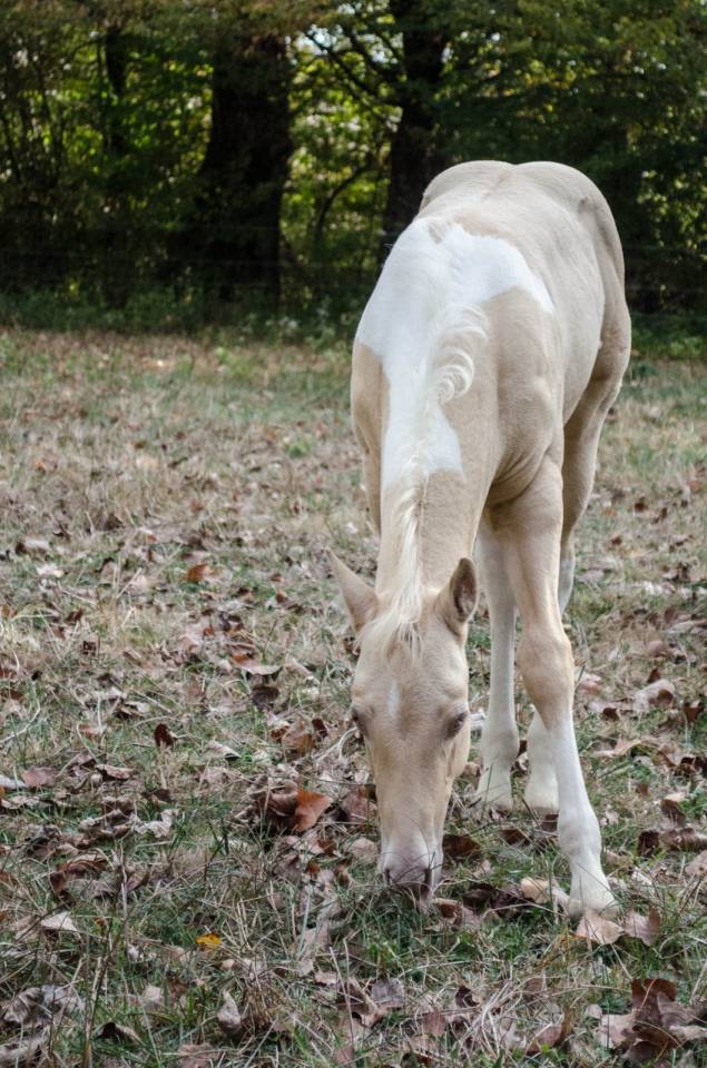 Poulain paint horse champagne dun tobiano 