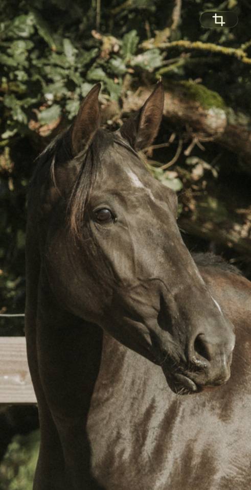 Jument - Lusitanienne - 4 ans - Dressage - France