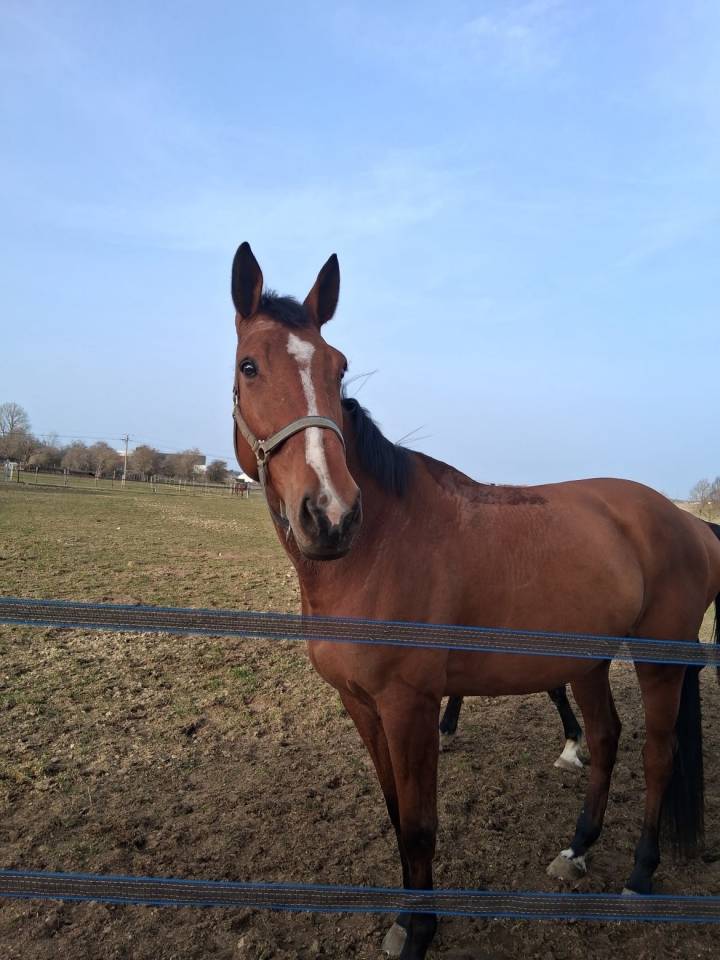 Jument SFO de 8ans - Oman d&rsquo;or X Quatoubet du rouet 