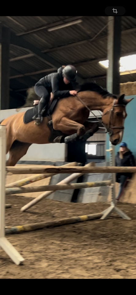 Jument SFO de 8ans - Oman d&rsquo;or X Quatoubet du rouet 