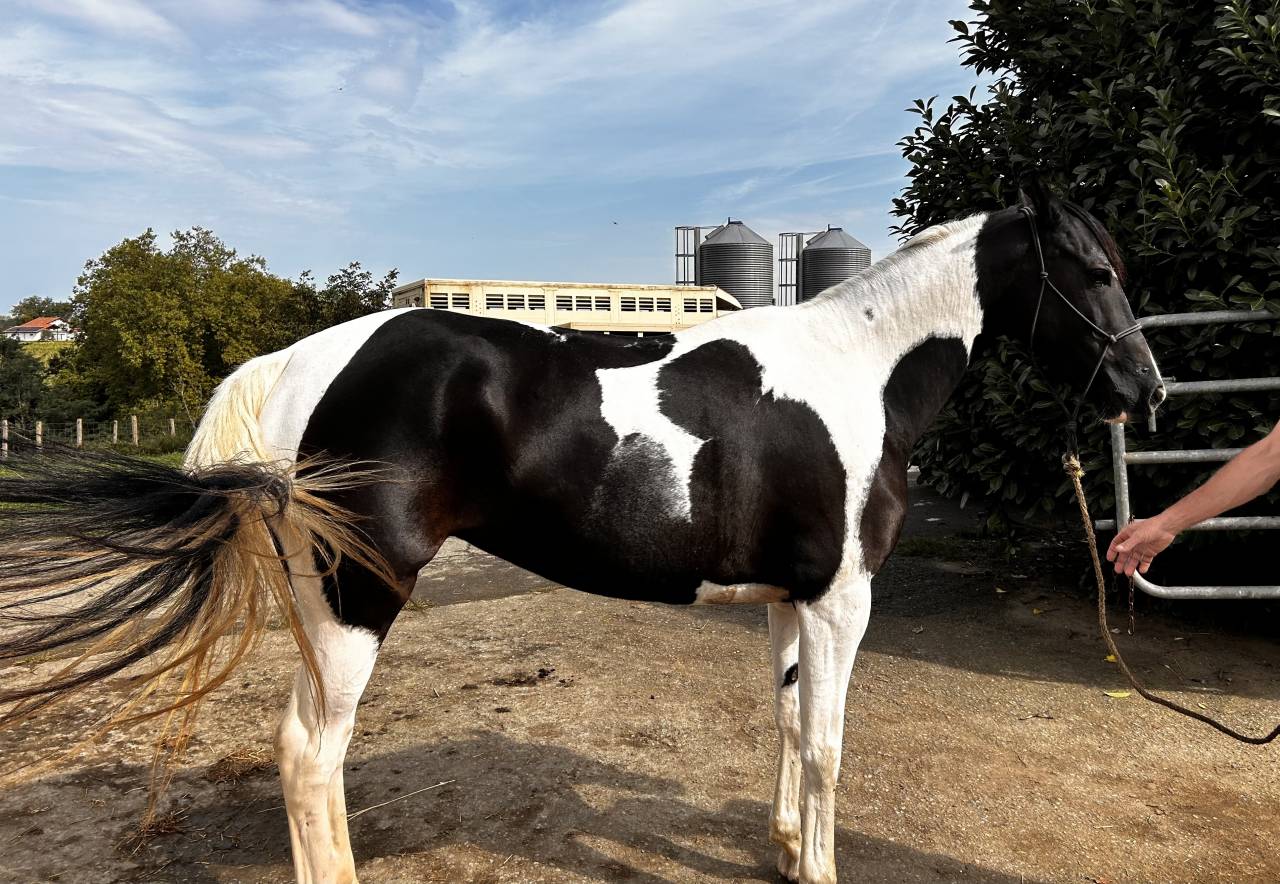 Cheval Azteque