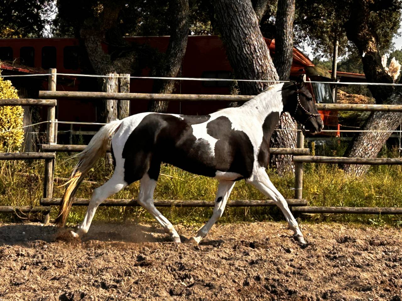 Cheval Azteque