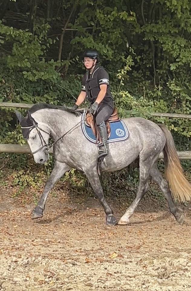 DP poney D