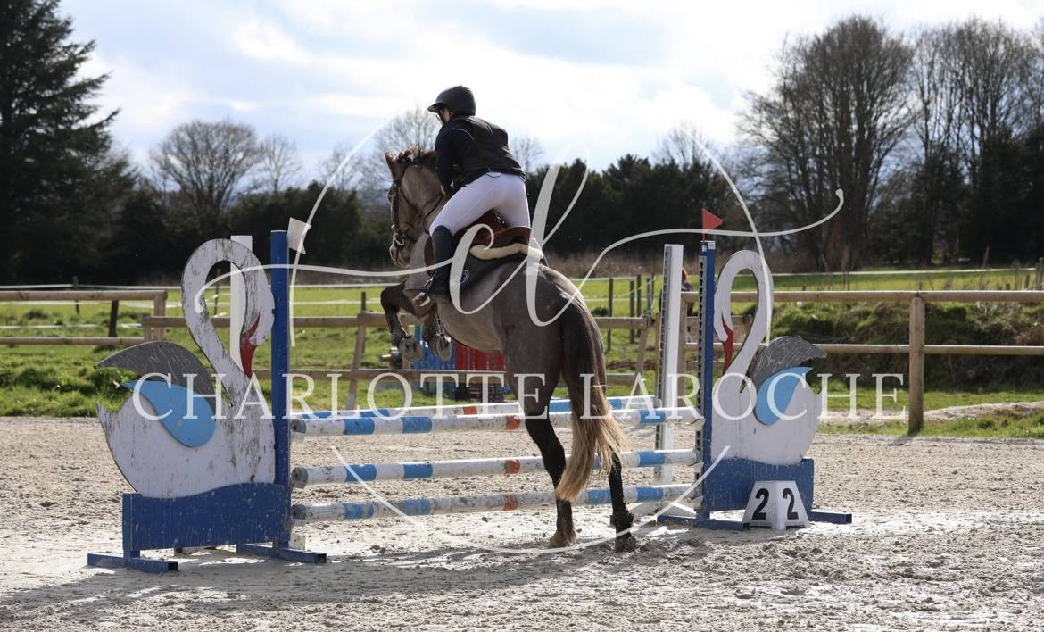 DP poney D