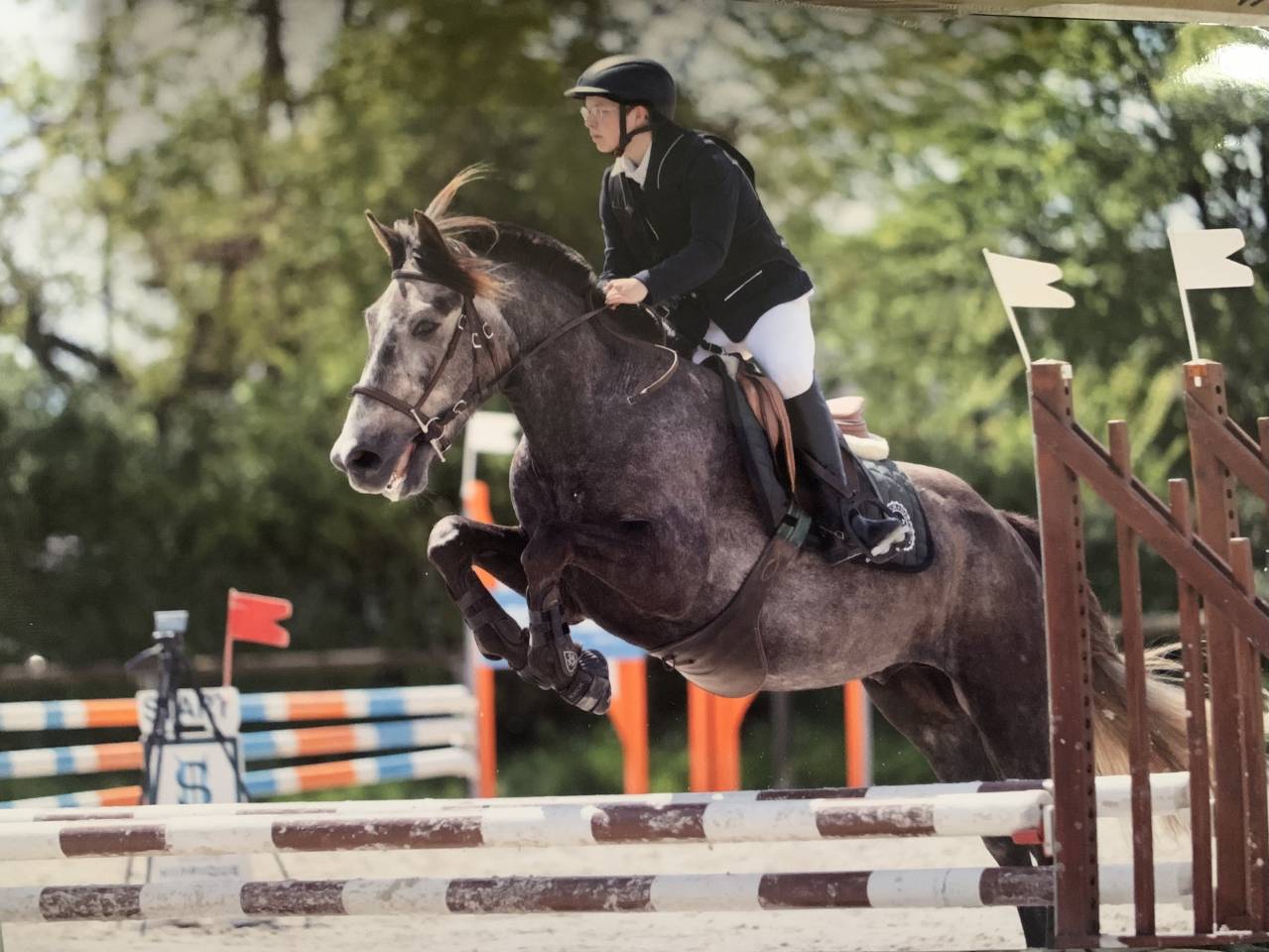 DP poney D
