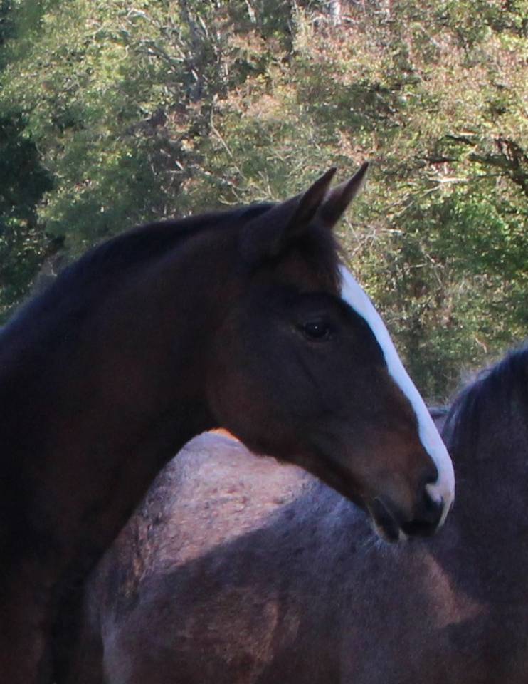 Pouliche SF ulmar mail x fringant de lafage x drakkar 