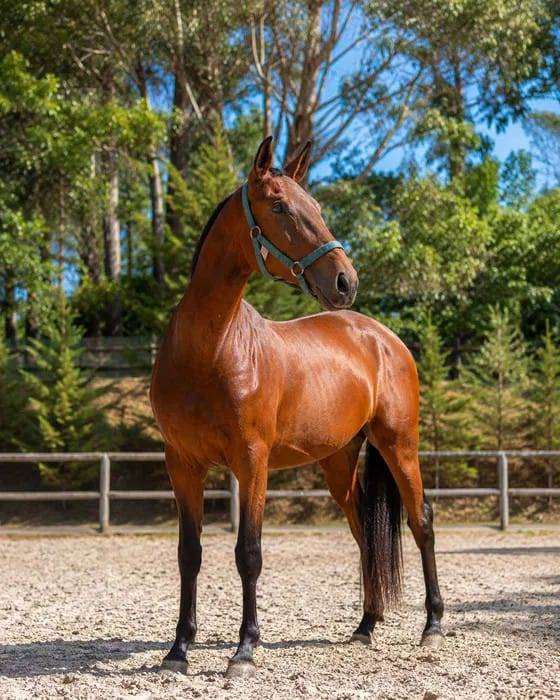Ulysses &ndash; Lusitanien APSL de 2 ans | Origines Escorial 