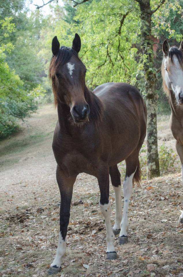 Pouliche paint horse bai tobiano 
