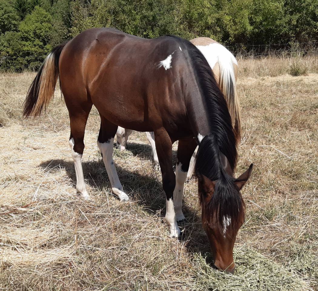 Pouliche paint horse bai tobiano 