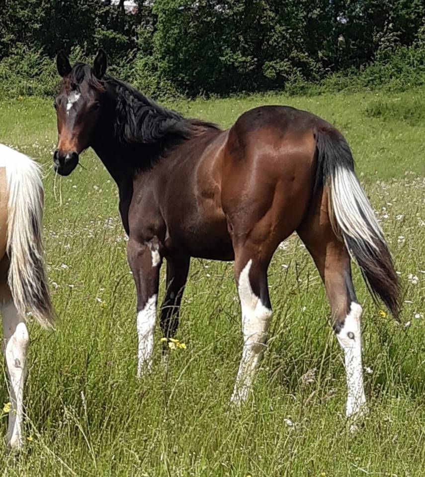 Pouliche paint horse bai tobiano 