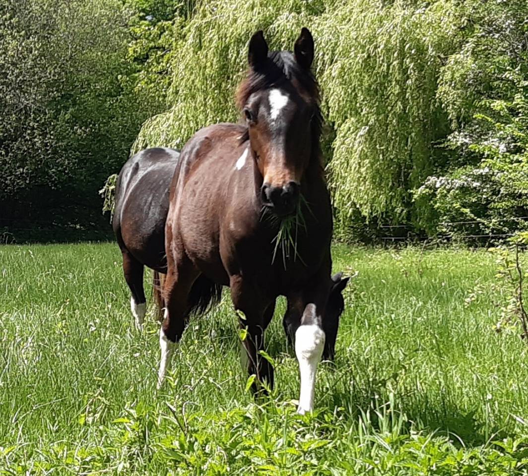 Pouliche paint horse bai tobiano 