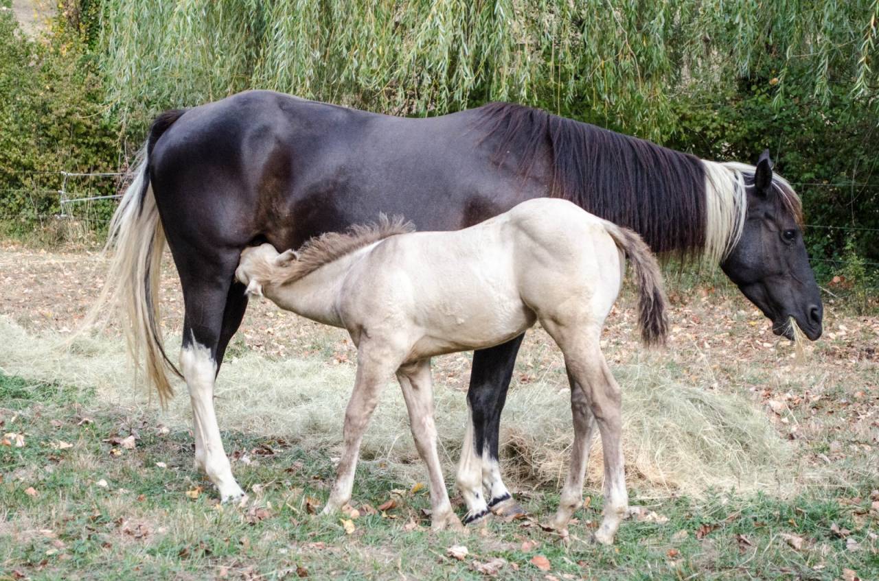 Poulain paint horse champagne classic dun 
