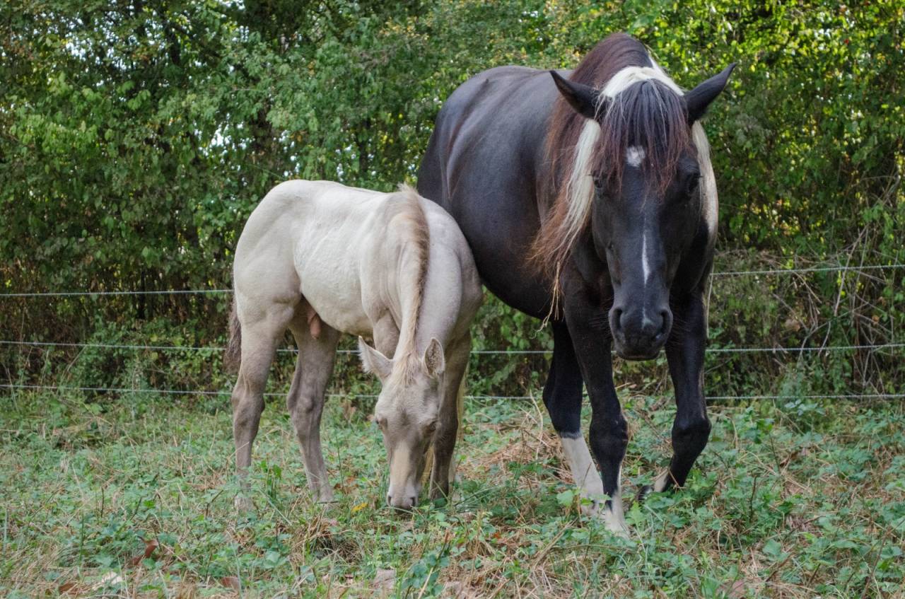 Poulain paint horse champagne classic dun 