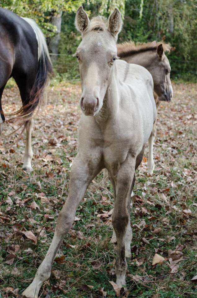 Poulain paint horse champagne classic dun 